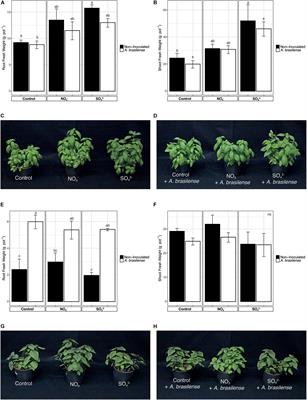 Nutraceutical Profiles of Two Hydroponically Grown Sweet Basil Cultivars as Affected by the Composition of the Nutrient Solution and the Inoculation With Azospirillum brasilense